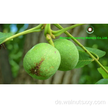 Top Grad Chinese Walnut -Kerne